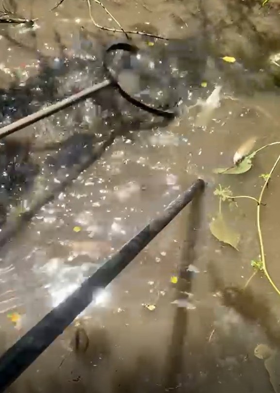 Electrofishing, a chub is just to the right of the hand net