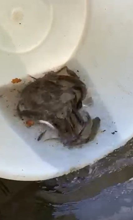 Releasing part of the catch