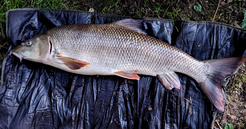 barbel