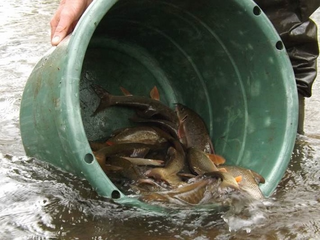 barbel stocking 2015 2 20150408 1425835566