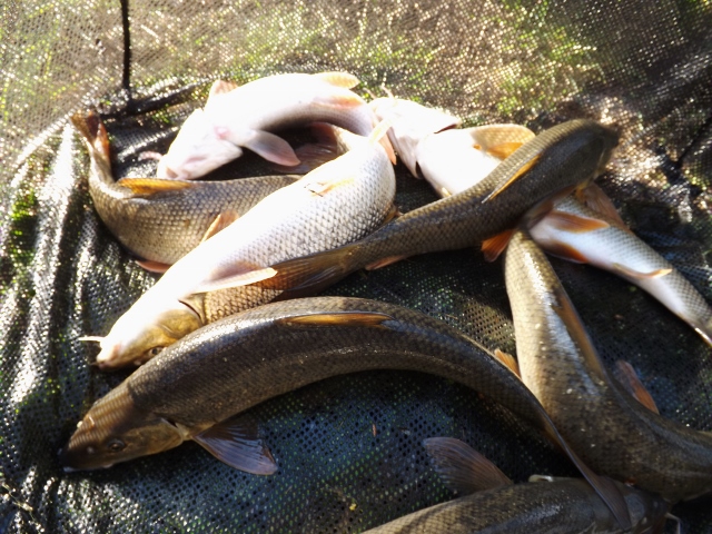 loddon barbel stocking 2 20150407 1099721607