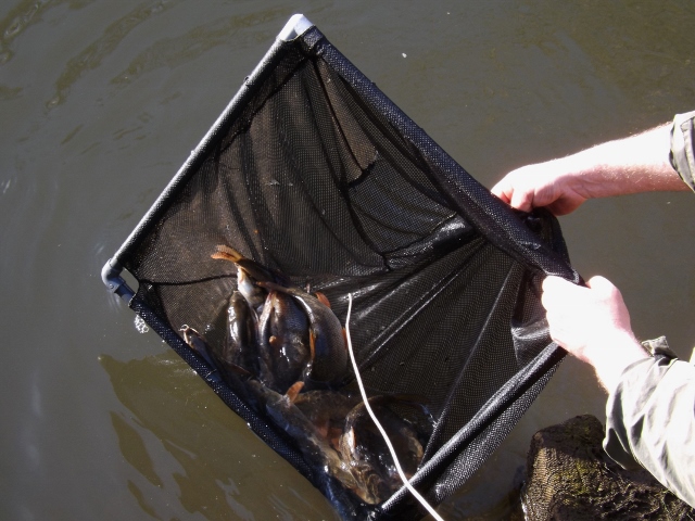 loddon barbel stocking 3 20150407 1635869243