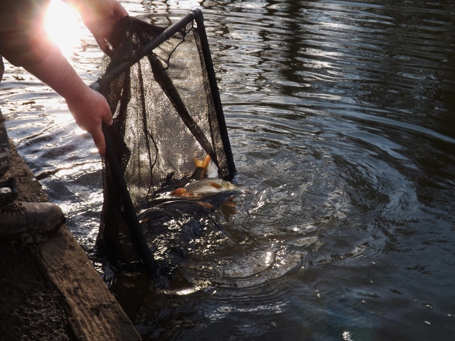 loddon barbel stocking 4 20150407 2074375297