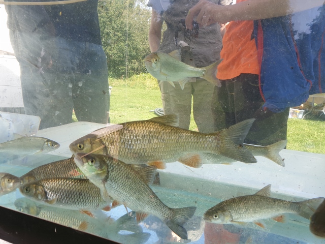 emmbrook riverside park open day 3 20190902 1481289414