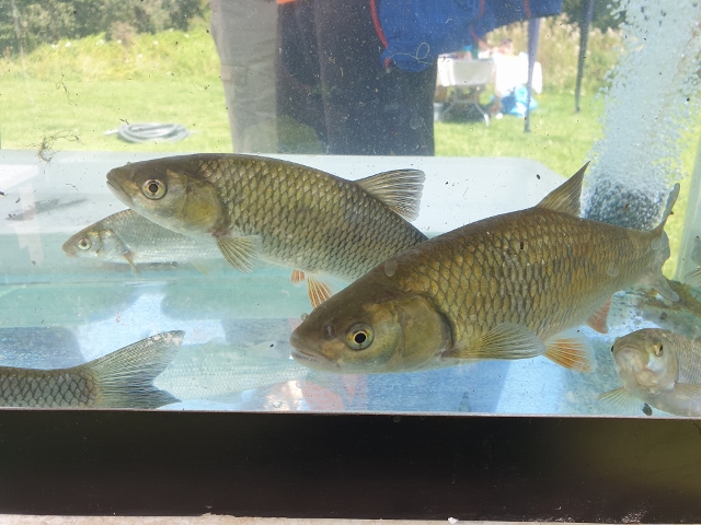 emmbrook riverside park open day 5 20190902 1690154861