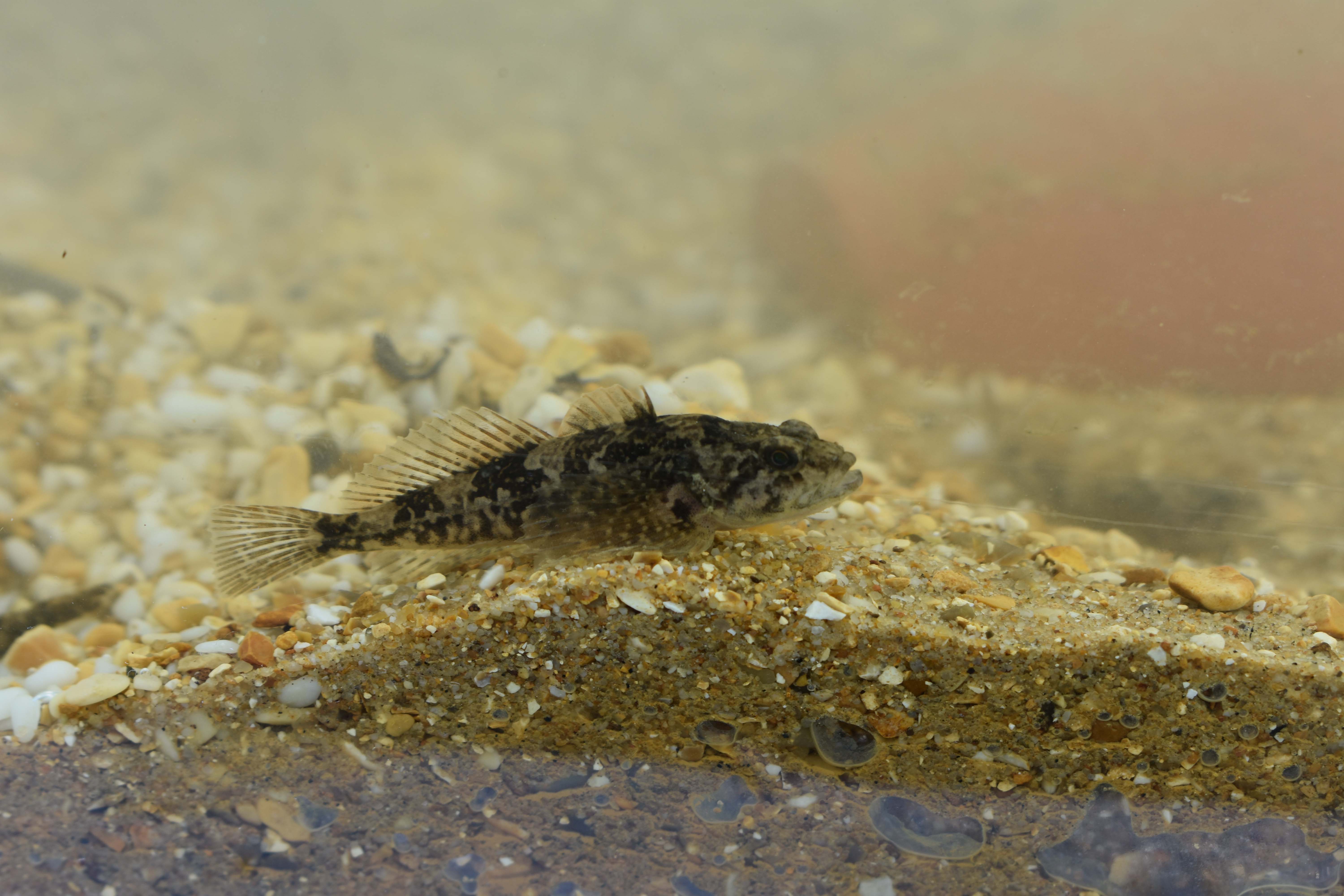 emmbrook riverside park open day 6 20190902 1668270300