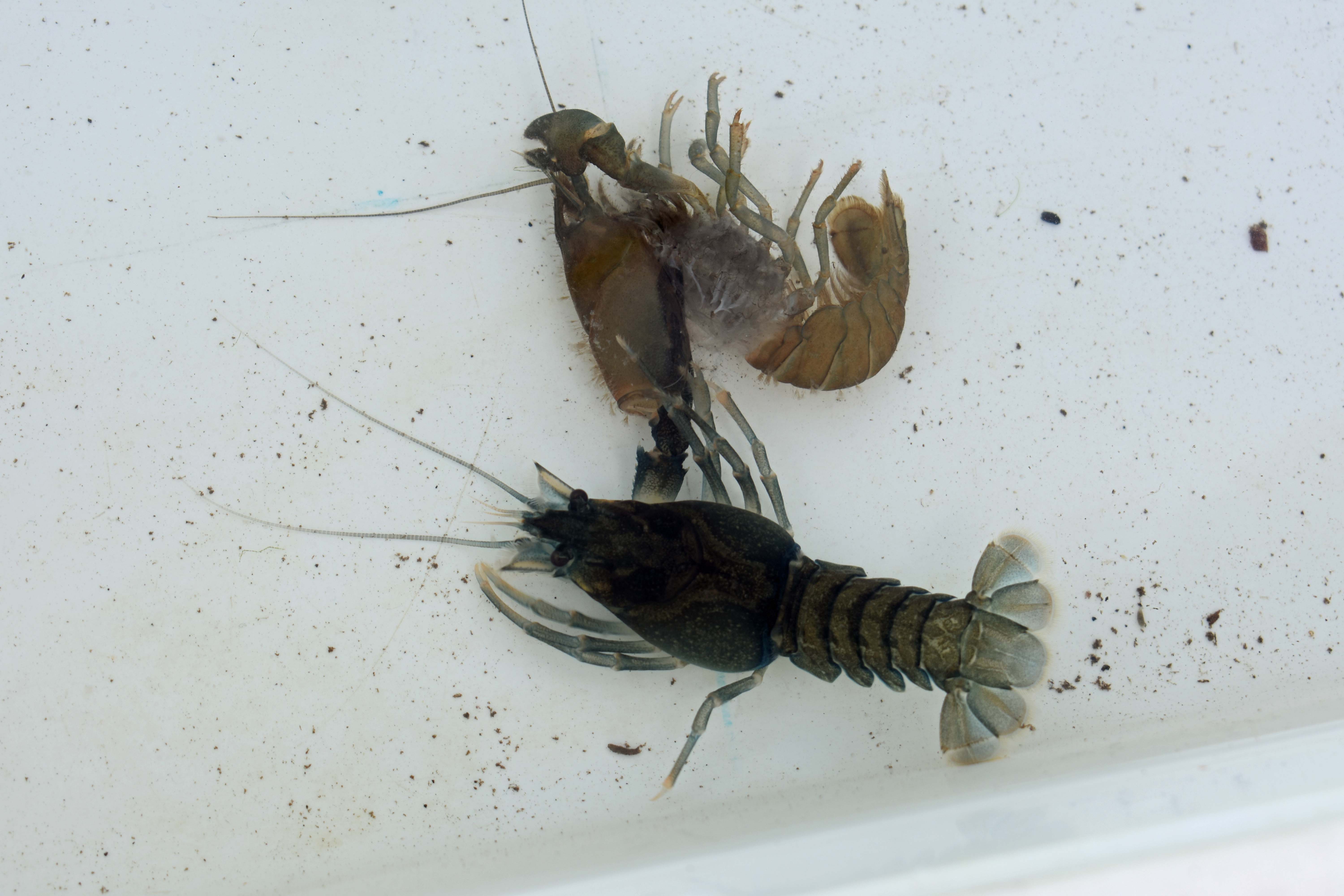 emmbrook riverside park open day 7 20190902 1501043529