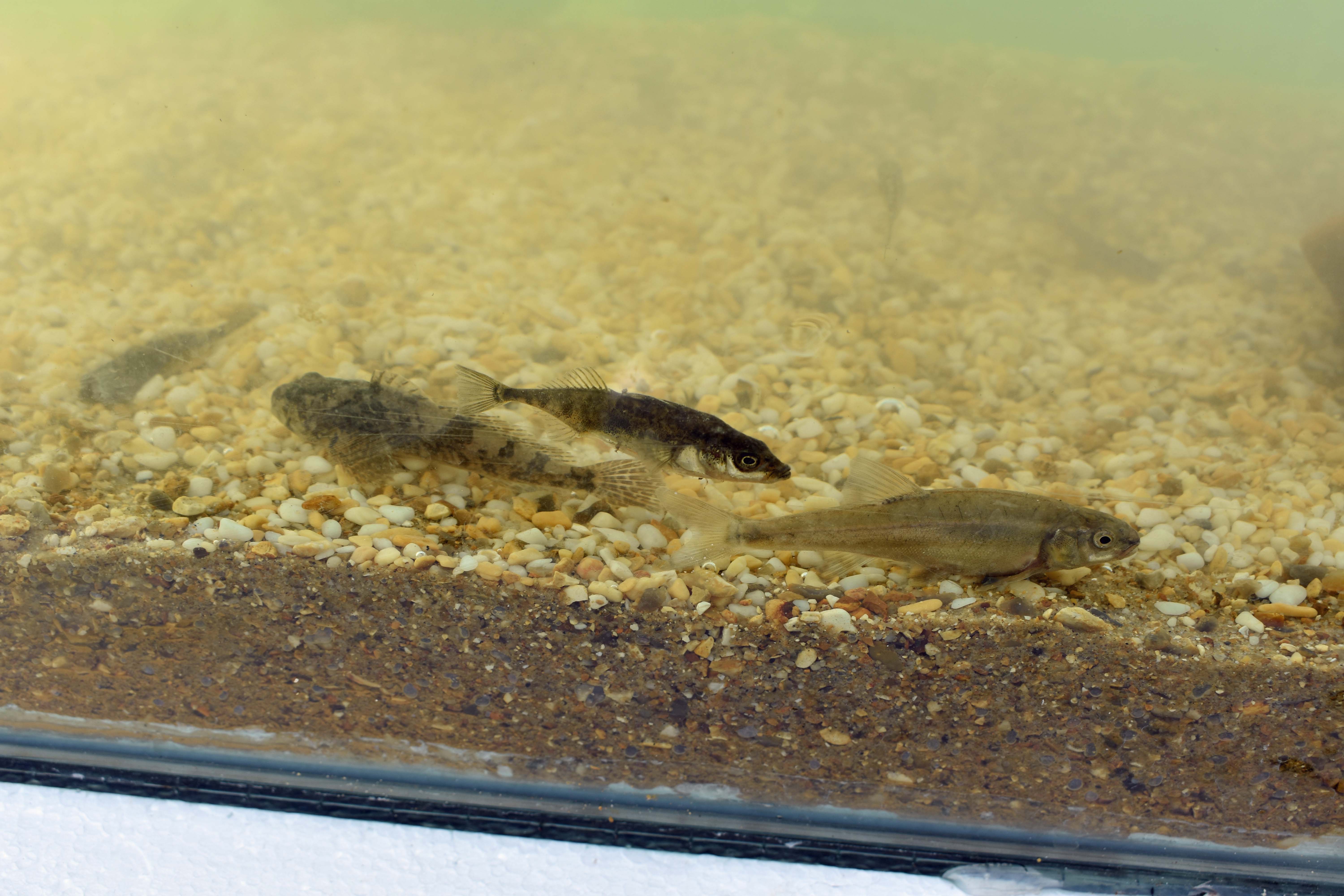 emmbrook riverside park open day 8 20190902 2043738456