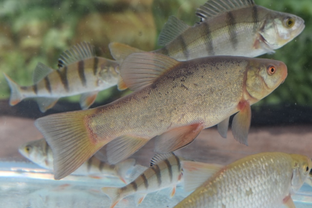 fleet pond wildlife day 2019 1 20190612 1158242286