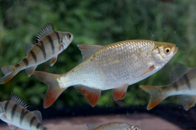 fleet pond wildlife day 2019 2 20190612 1838951772