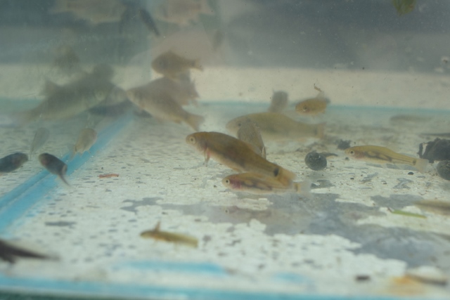 fleet pond wildlife day 2019 3 20190612 1058857723