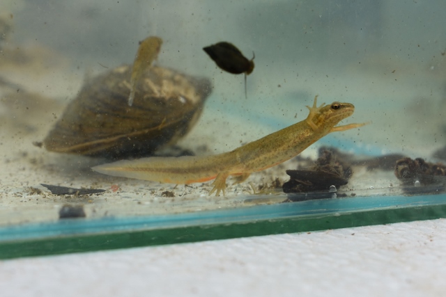 fleet pond wildlife day 2019 4 20190612 1335062110