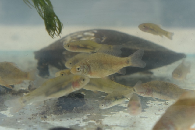 fleet pond wildlife day 2019 5 20190612 1909507492