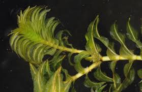 opposite leaved pondweed