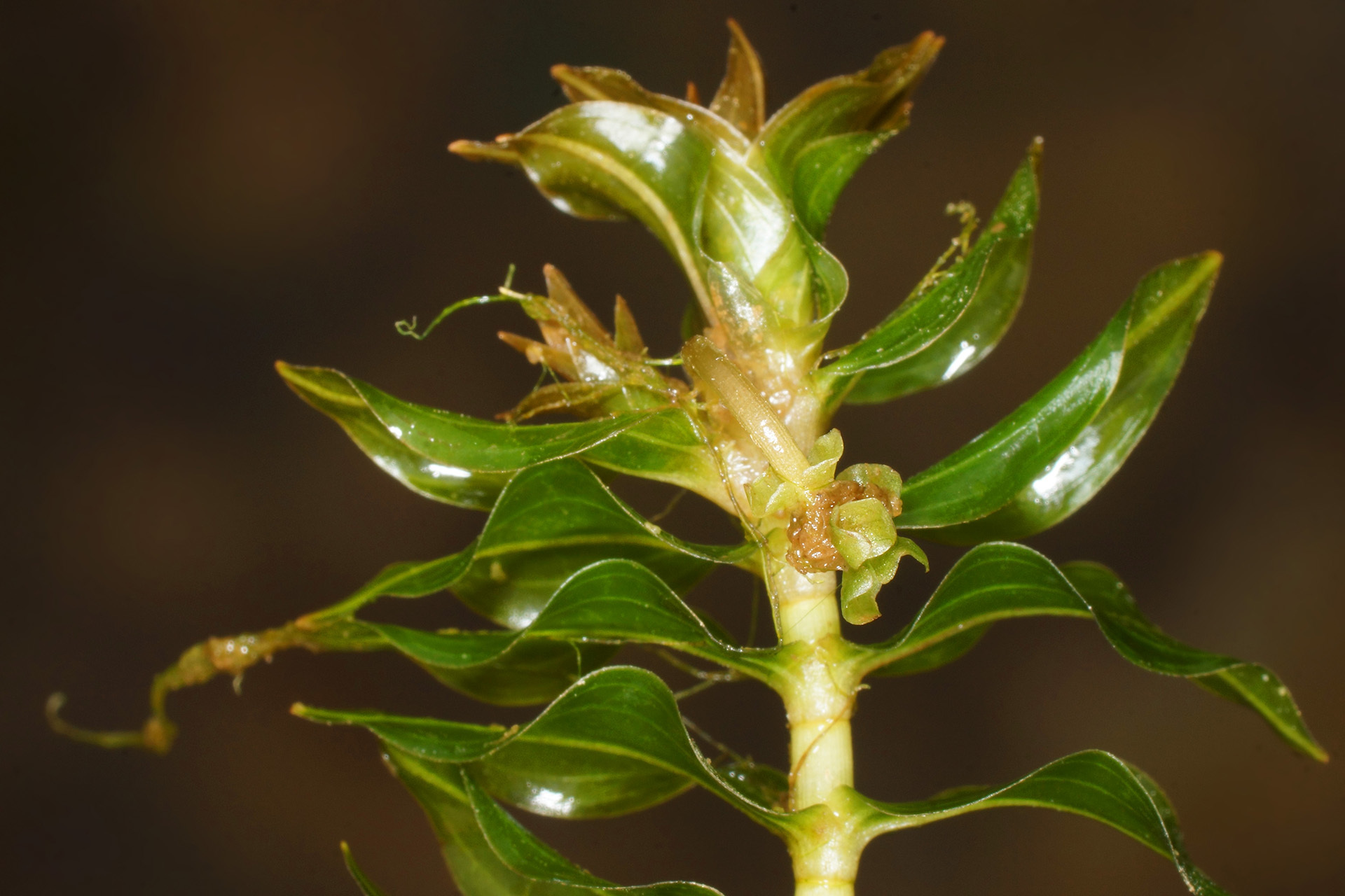 opposite leaved pondweed1