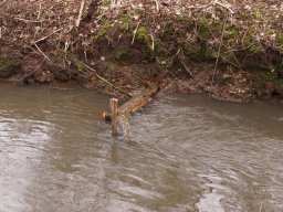 loddon_rivers_week_2013_35_20130411_1562022724