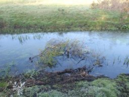 hawley_meadows_20-03-12_30_20120602_1835919342