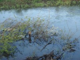 hawley_meadows_20-03-12_31_20120602_1441641096