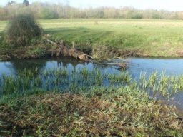 hawley_meadows_20-03-12_37_20120602_1388917539