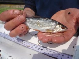 hawley_meadows_20-03-12_40_20120602_1053536954