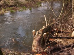 whitewater_2013_29_20130322_1037212237