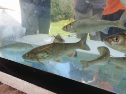 Emmbrok Riverside Park Open Day Sept 2019