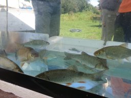 Emmbrok Riverside Park Open Day Sept 2019