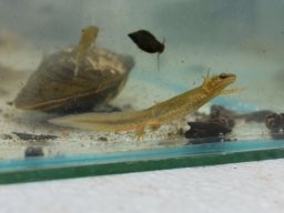 Common Newt