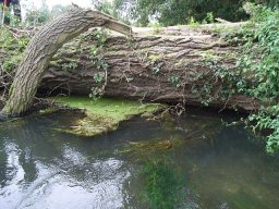 Large Tree Across River