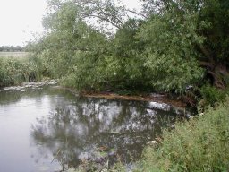 Over Stream Tree Cover