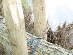 Woody Debris Deflector